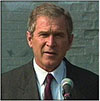 Bush